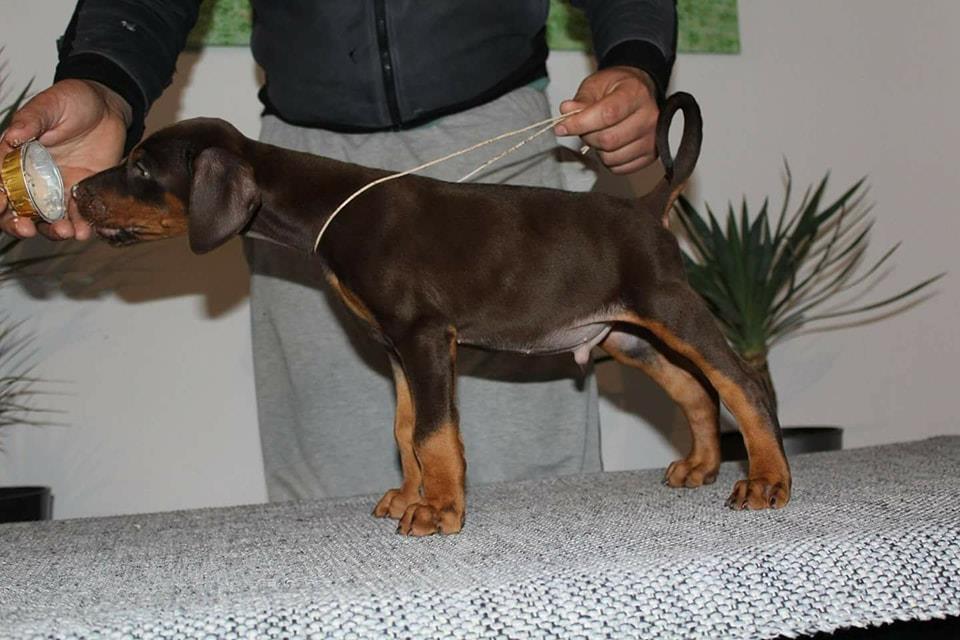 Doberman-štenci