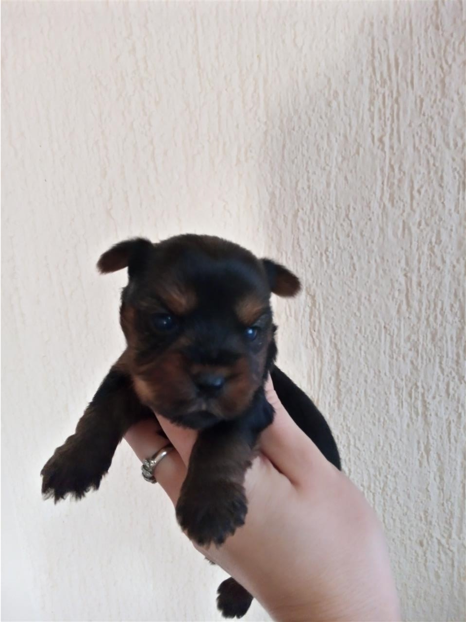 Stenci-Jorksirskog-terijera