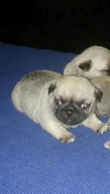 Mops-stenad
