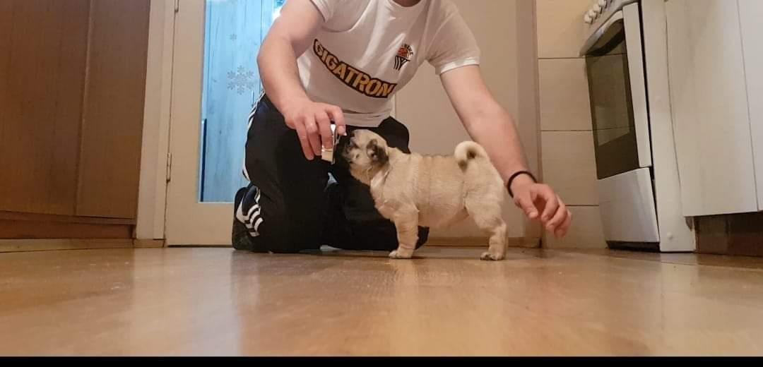 Mops-štenci