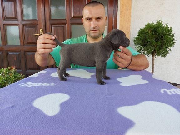 Cane-corso-štenci
