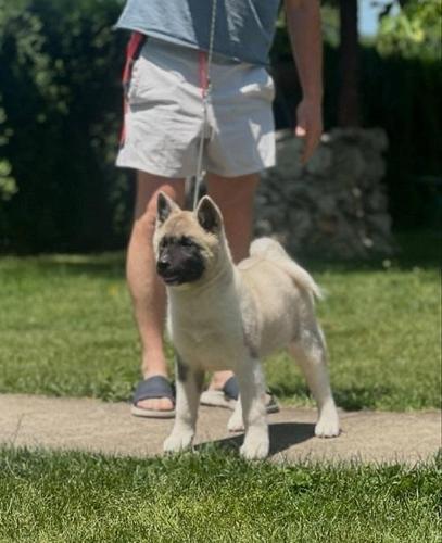 Američka akita