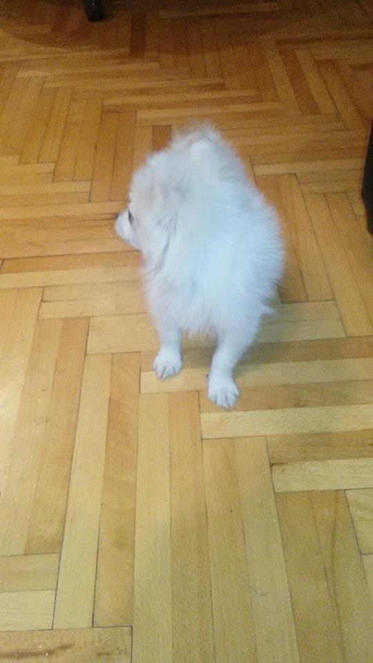 Patuljasti-spic-BOO