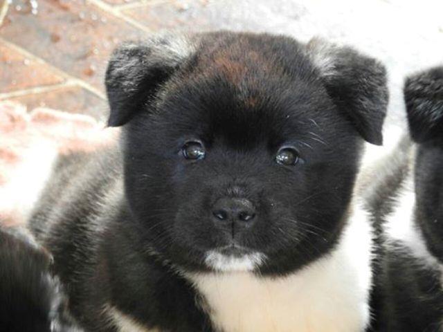 Američka-akita--štenci