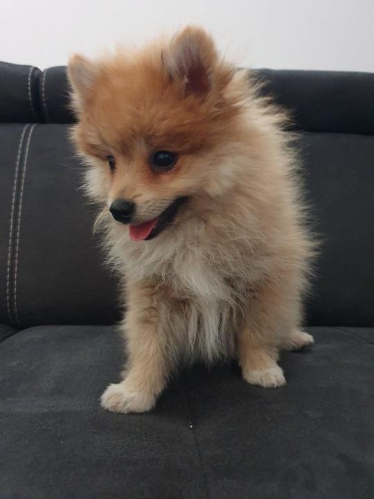 Pomeranac-spic-