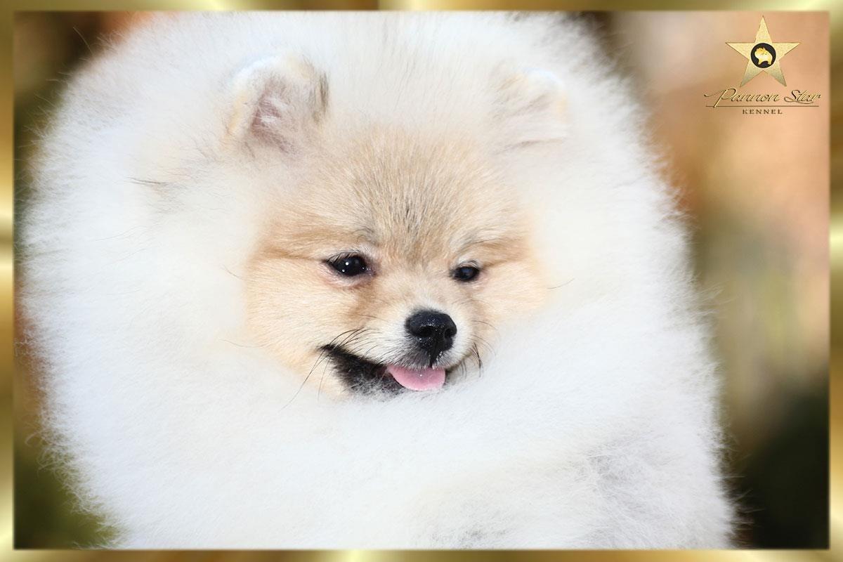 Pomeranski-spic-
