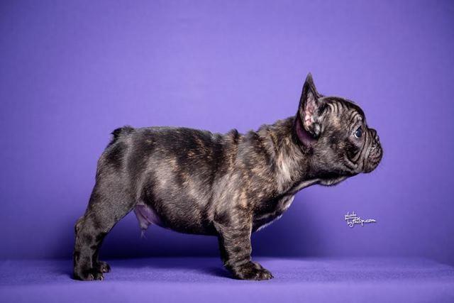 Francuski-buldog-