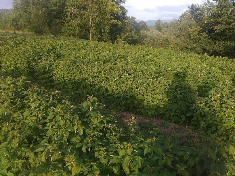 Sadnice-maline-Polana
