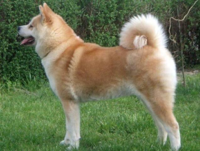 Akita-Inu-stenci