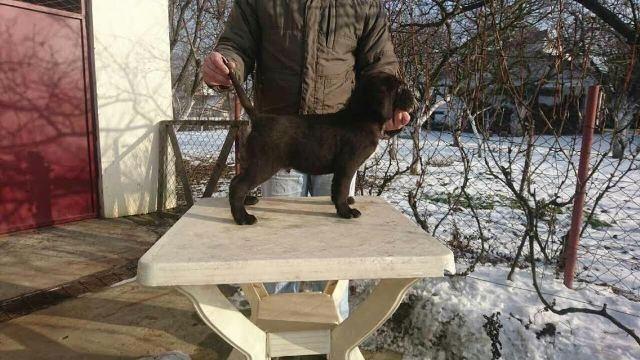 Cane-corso---POVOLJNO---