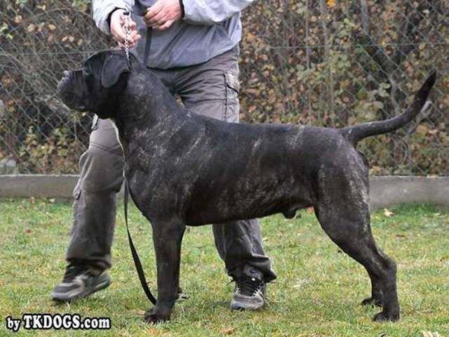 Cane Corso - dva muska steneta