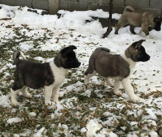 Američka-Akita--prelepi-štenci