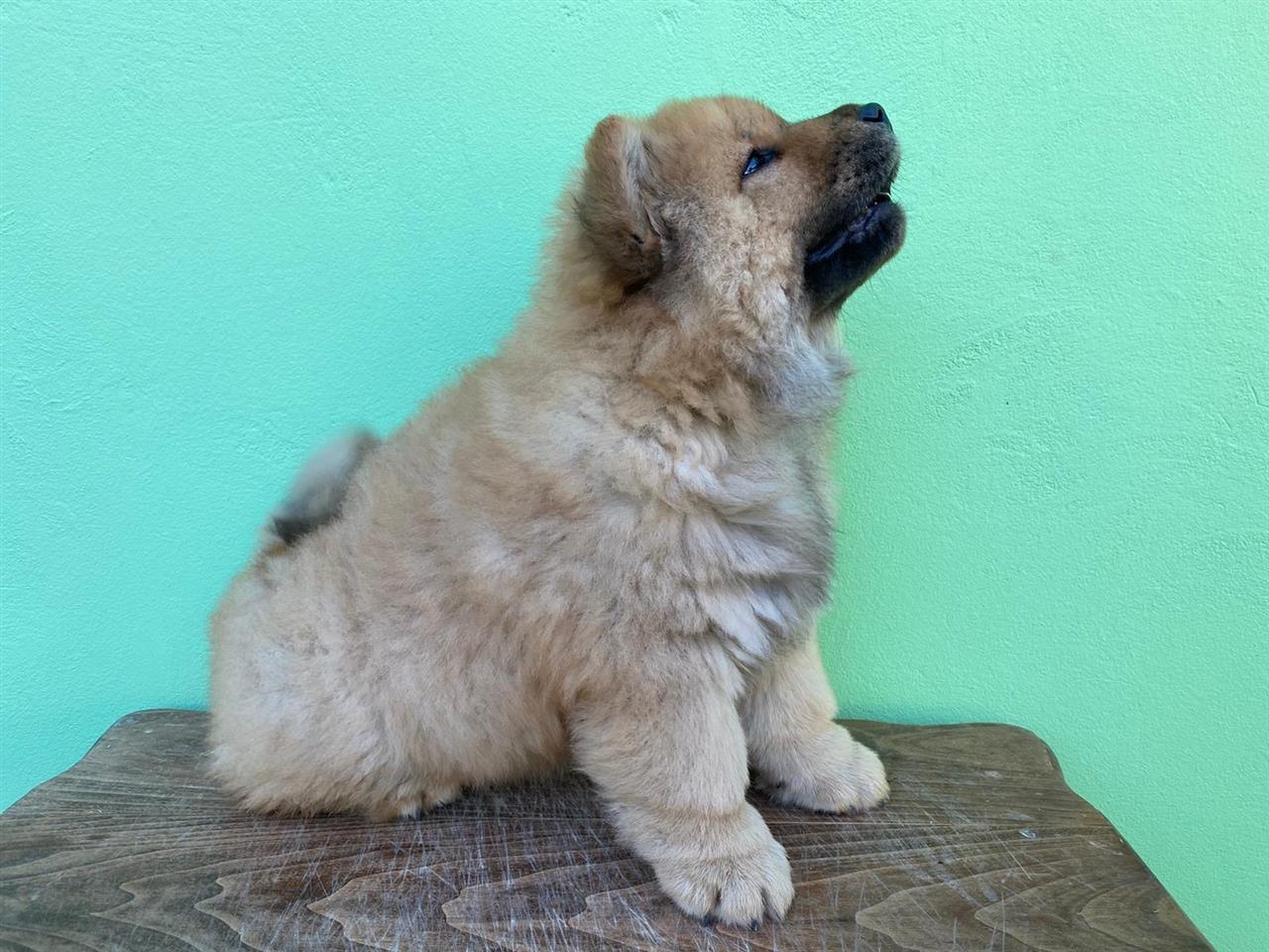 Chow-chow-stene