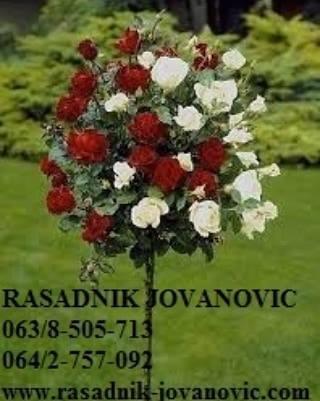 Ruze-stablasice