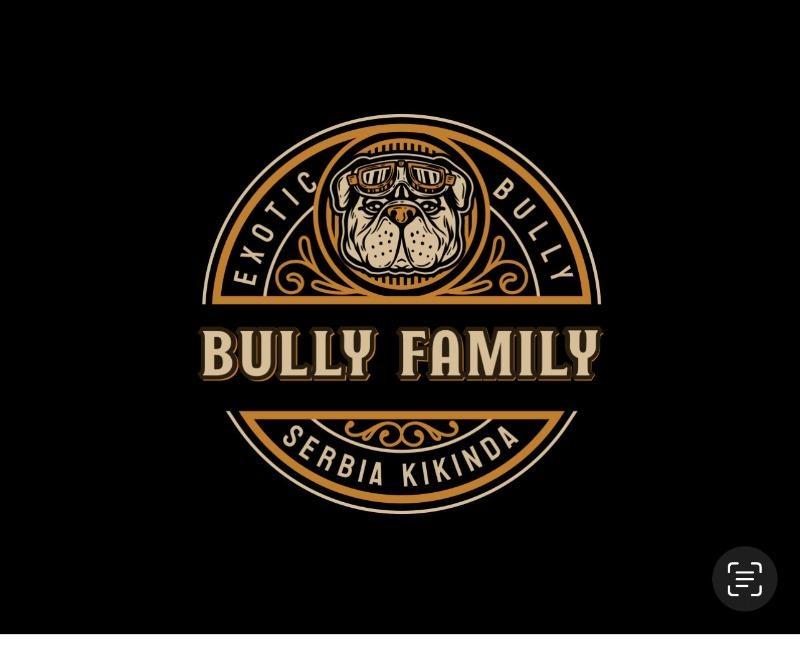 American-bully-Exotic