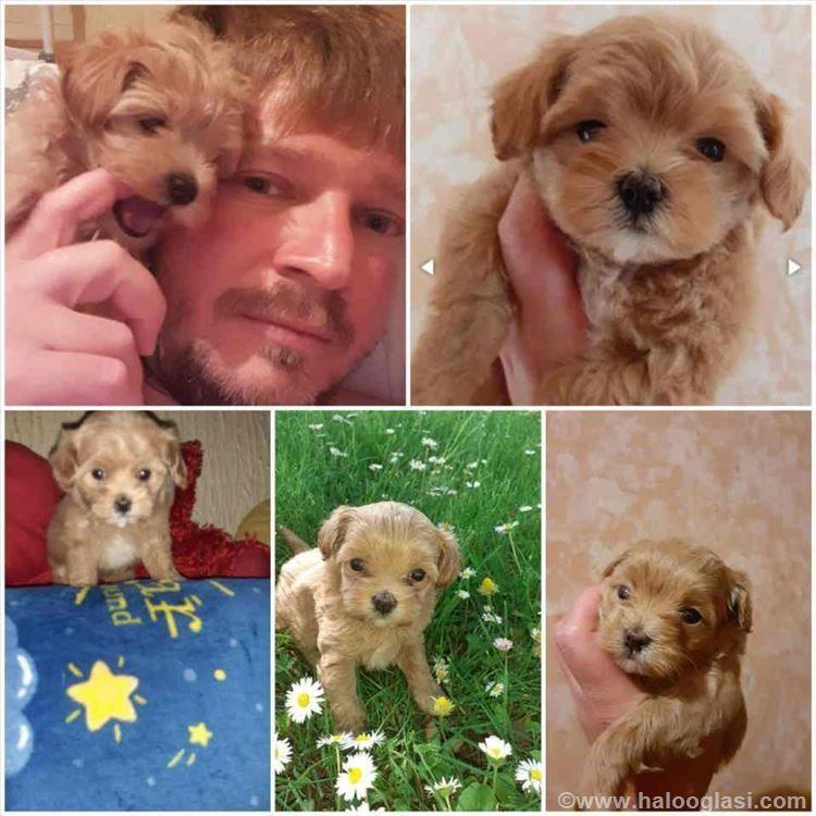 Mini-Maltipoo-štenci