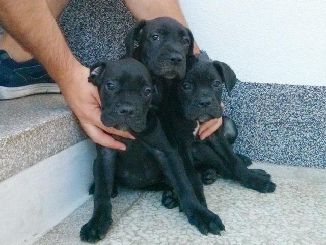 Cane Corso Stenad Povoljno