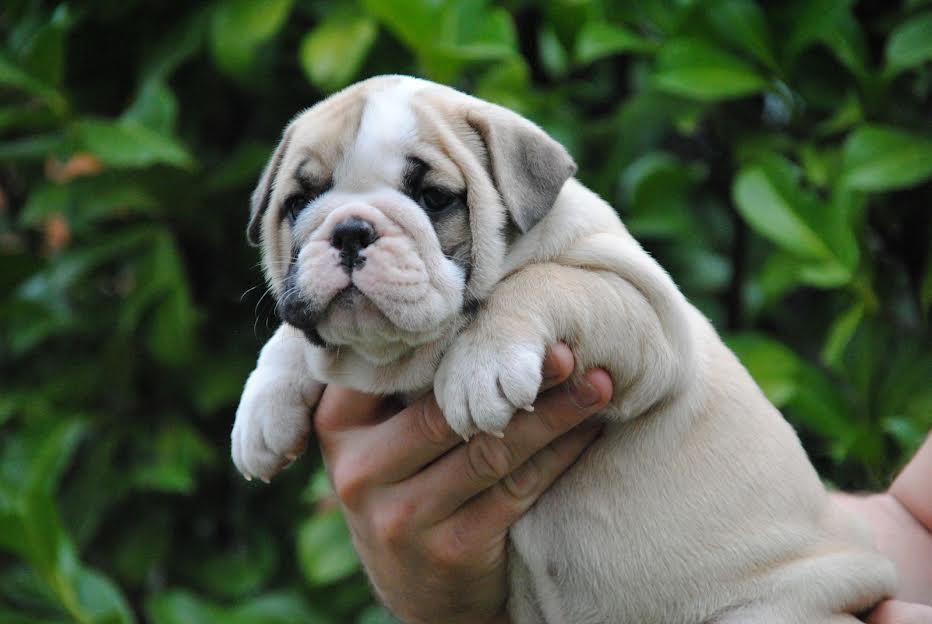 Engleski-buldog