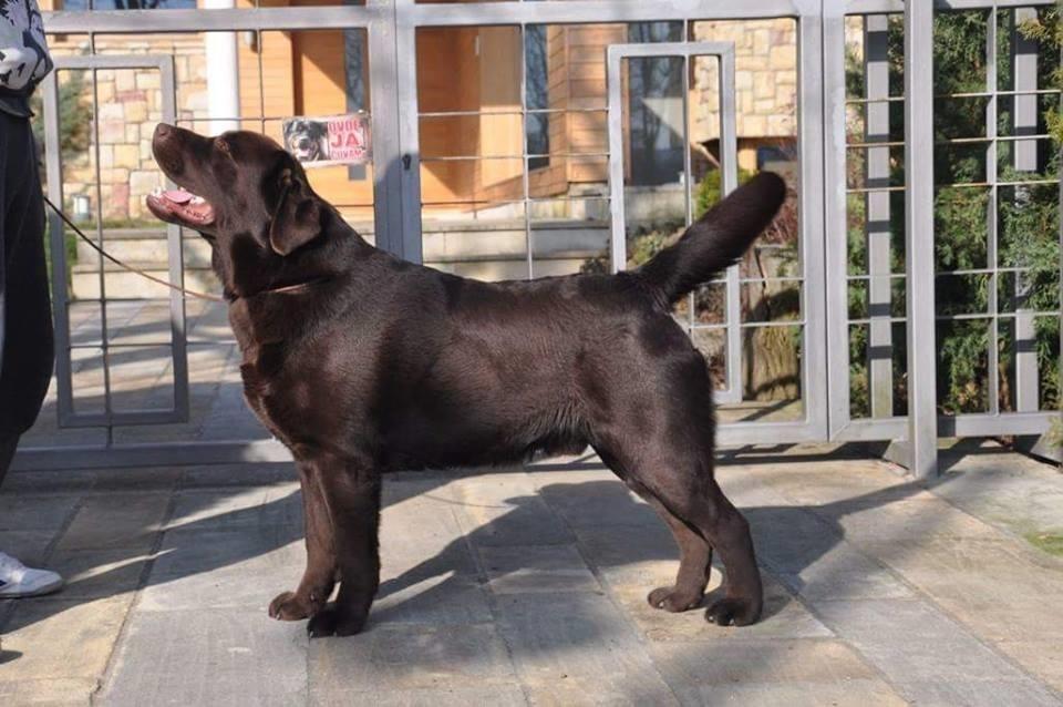 Labrador-Retriver
