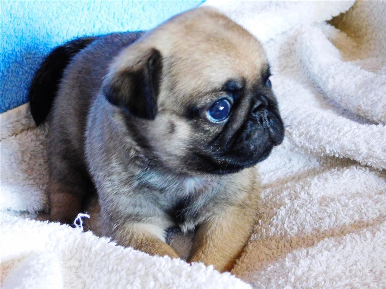 Mops