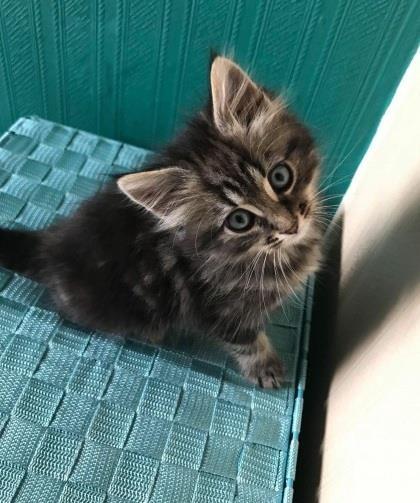 Maine-coon