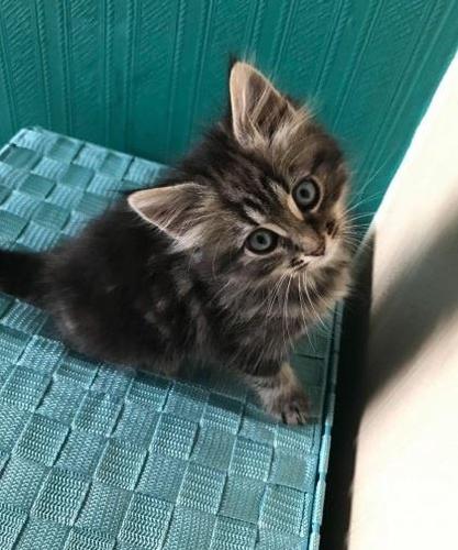 Maine coon