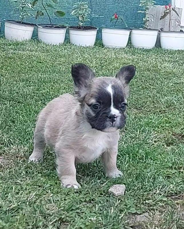 Francuski-buldog-stenci-fluffy