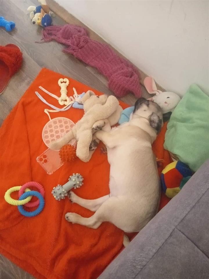 Mops