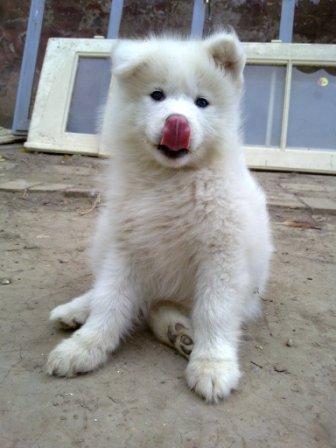 Samojed-žensko-štene