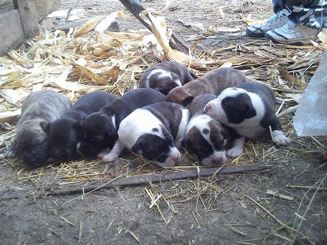 Pit Bull