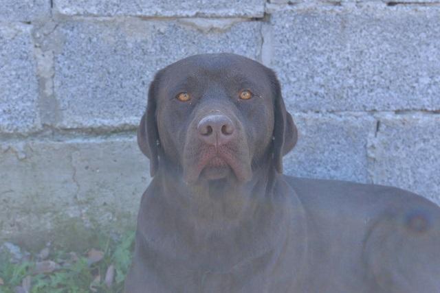 Labrador-retriver