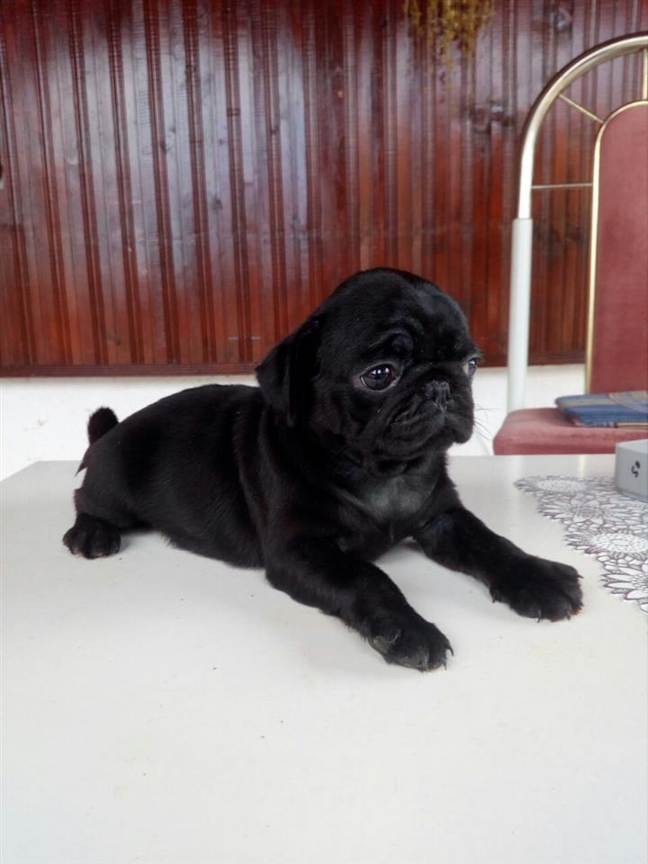 Mops-štenci