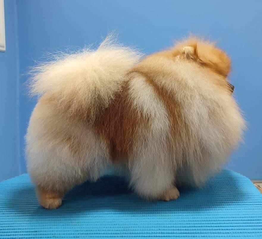Pomeranac--dečak