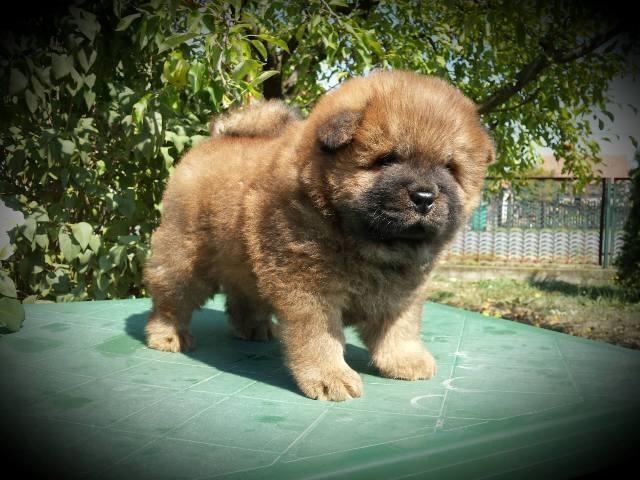 Chow-cau-cau-