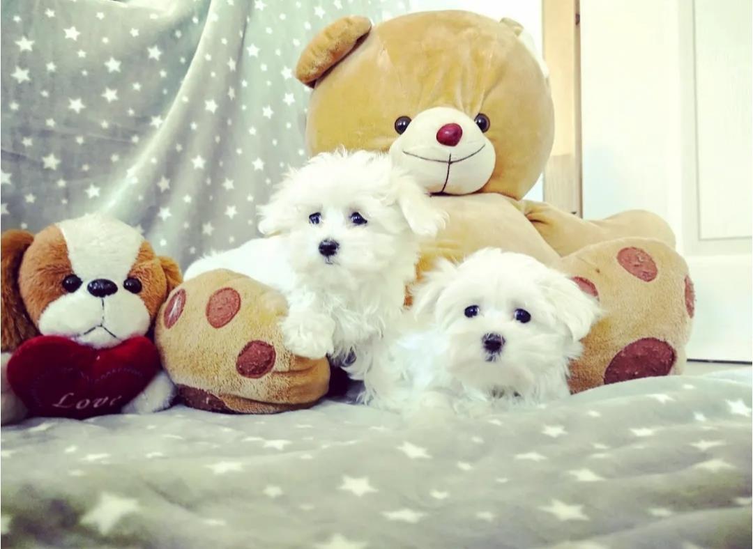 Mini-maltezer