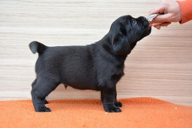 Labrador-crni-stenci