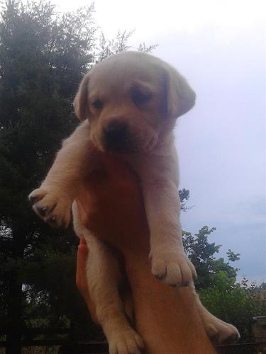Kvalitetne štence labradora