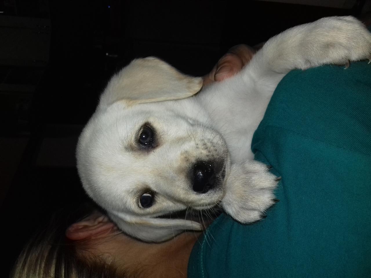 Labrador-retriver