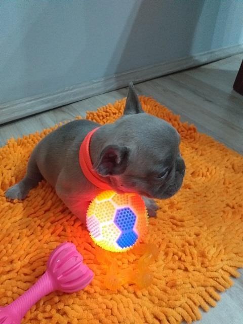 Francuski-buldog
