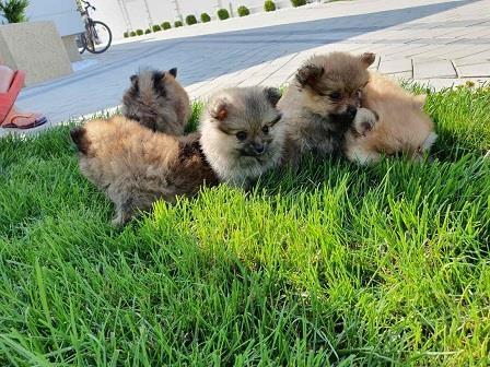 Pomeranac-spic