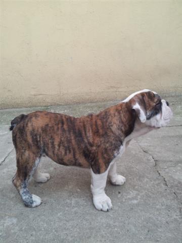 Engleski-buldog