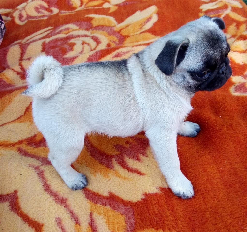 Francuski-buldog-i-mops-štenci