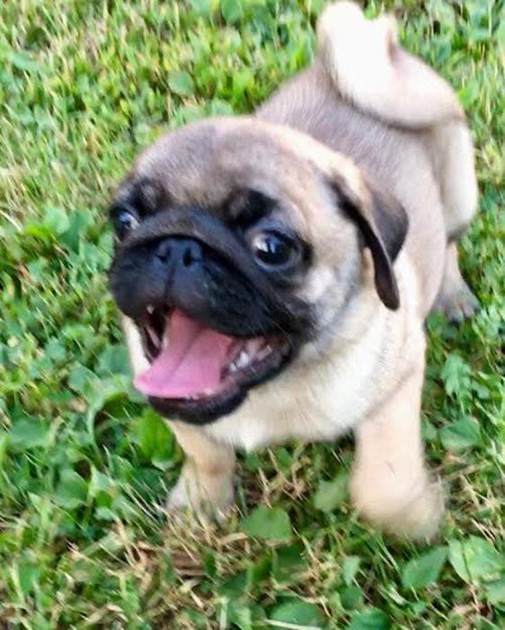 Mops--muško-štene