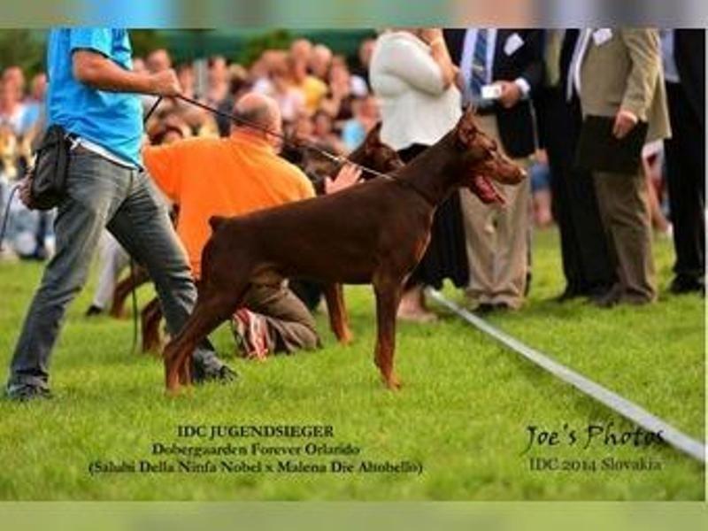 Doberman-štenci-