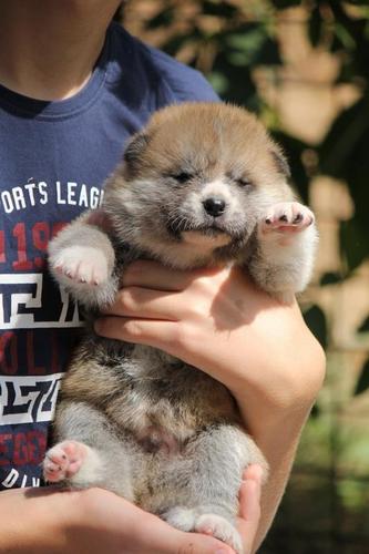 Akita inu stenad 