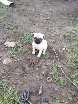 Mops-stenci