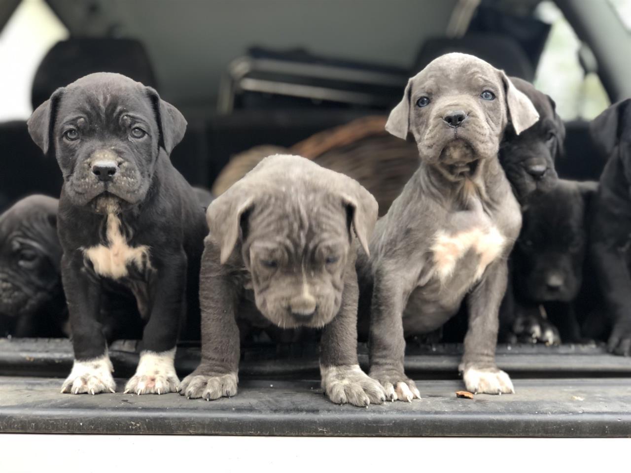 Na-prodaju-stenci-Cane-Corso