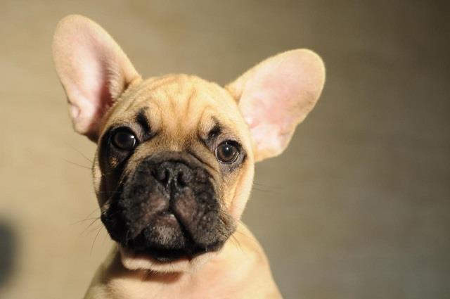 Francuski buldog 