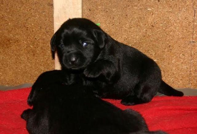 Labrador retriver, braon i crni stenci