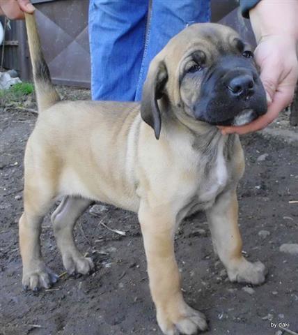 Cane Corso stenci